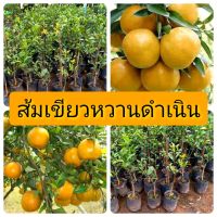 ส้มเขียวหวานดำเนิน เสียบยอด