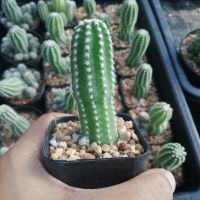 ??อิชินอปเขากวาง??Echinopsis  ไม้ชำหน่อ ความยาว 4-5 ซม. ต้นกระบองเพชร ต้นแคคตัส (แคคตัส กระบองเพชร)