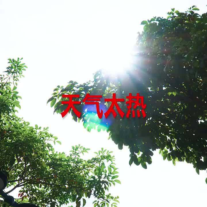 2024 Honda Civic Windshield Sun Shade