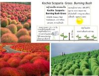 เมล็ดพันธุ์ หญ้ากอเชีย Kochia scoparia burning bush 10 เมล็ด เมล็ดพันธุ์นำเข้าจากอังกฤษ