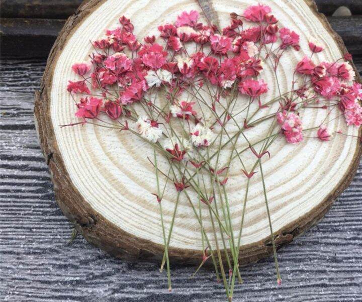 cc-60pcs-5-10cm-dried-pressed-absorbed-gypsophila-flowers-herbarium-jewelry-photo-frame