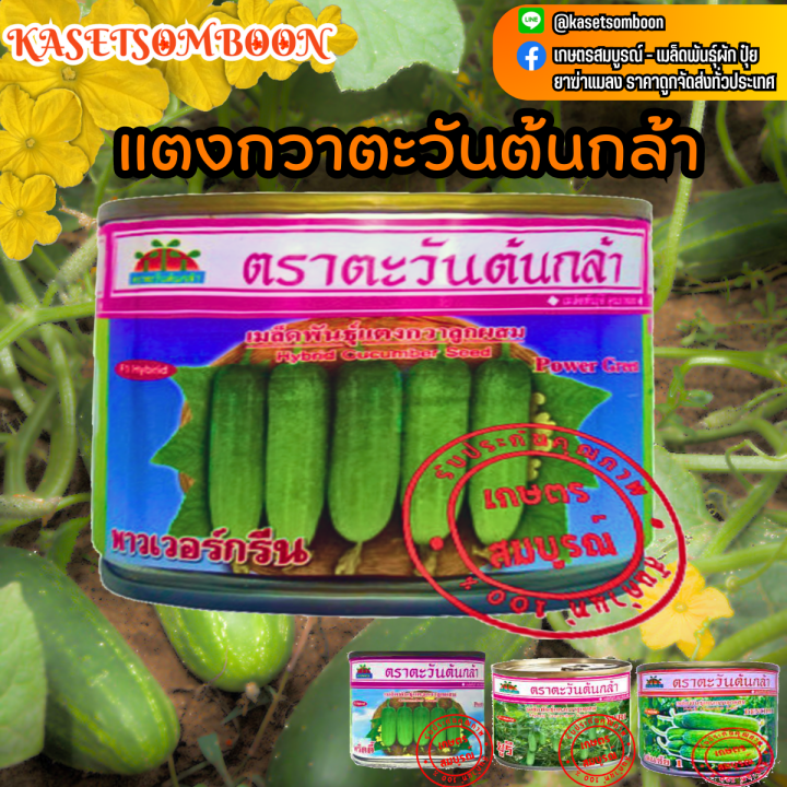 แตงกวาตะวันต้นกล้า-เมล็ดพันธุ์-พาวเวอร์กรีน-พริตตี้-2-ยูริ-เด่นชัย1-เมล็ดพันธุ์-50-ก-ผิวสวย-ลูกดก-ต้นแข็งแรง