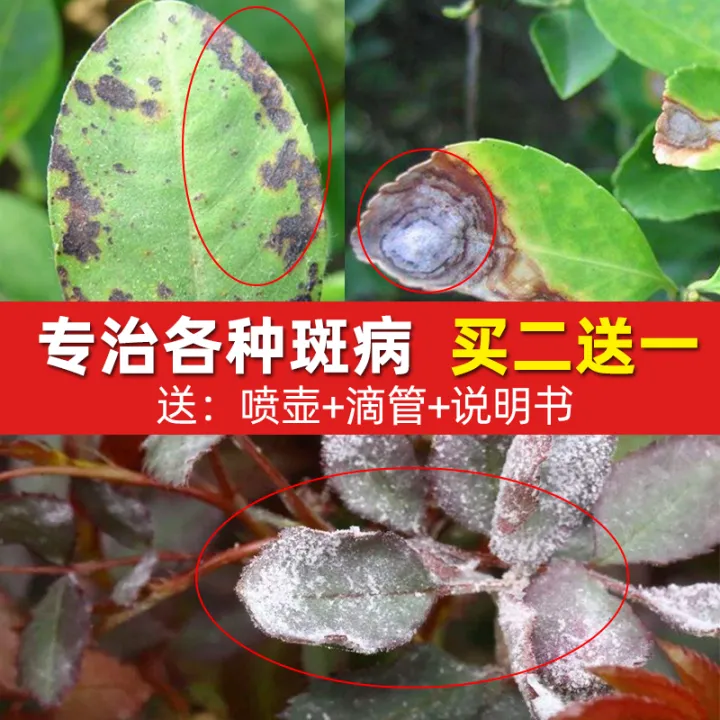 Carbendazim flower plant polymycendazole fungicide pesticide rose black