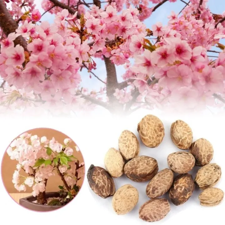 [High Quality Seedings] Bonsai Seeds 30pcs Sakura Seeds Japanese Cherry