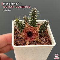 เก๋งจีน Huernia Korat sunrise แคคตัส กระบองเพชร cactus&amp;succulent