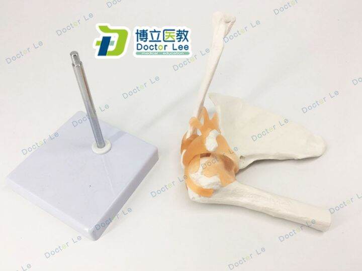 this-model-demonstrate-skeleton-model-of-human-body-joint-clavicle-arthroscopic-shoulder-surgery