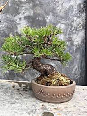 ขายส่ง 100 เมล็ด เมล็ดสนดำญี่ปุ่น Japanese black pine bonsai seeds บอนไซ Bonsai บอนไซสนดำ ไม้ดัด ไม้โขด ไม้แคระ ไม้มงคล ไม้จิ๋ว ไม้หัว ไม้แปลก ไม้จัดสวน