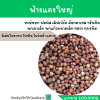 ฟ่างแดงใหญ่ (แบ่งขาย 200-500G.) อาหารสำหรับนกแก้วขนาดเล็ก-กลาง