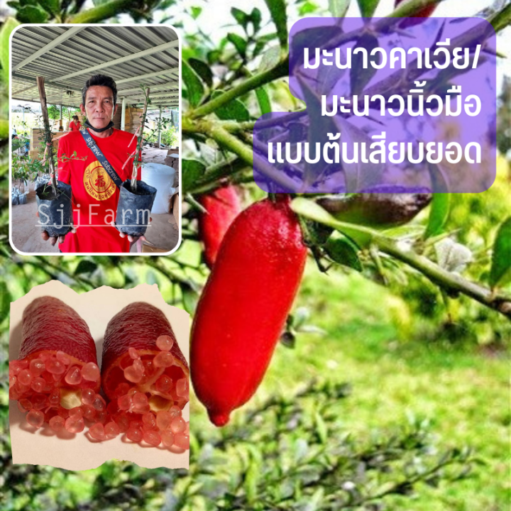 (1ต้น) ต้นมะนาวคาเวียร์ ต้นพันธุ์เสียบยอด มะนาวคาเวียร์ มะนาวนิ้วมือ ...