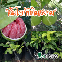 ส้มโอทับทิมสยาม ต้นสูง 60-70 cm (ซื้อ 3 แถม 1) (ส่งใหม่ฟรี หากเสียหาย)