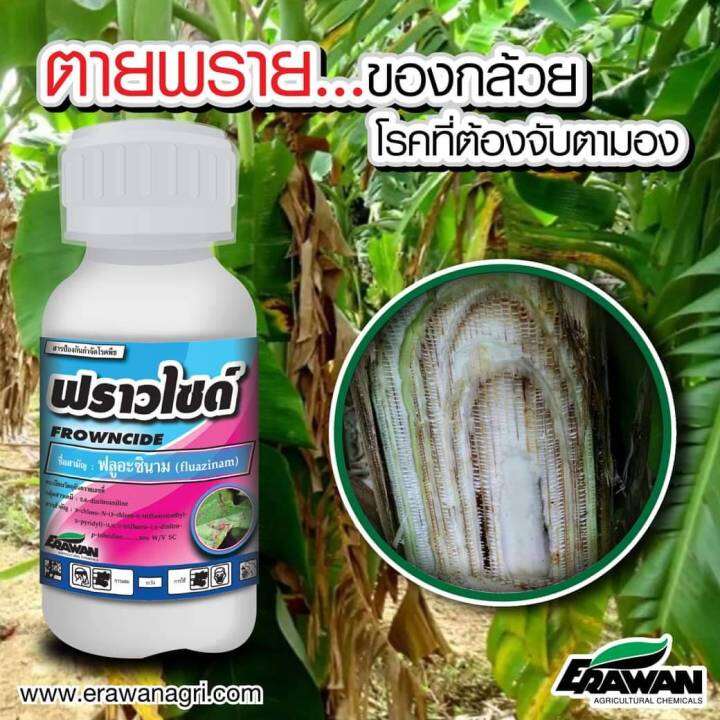 ฟราวไซด์-ฟลูอะซินาม-fluazinam-50-w-v-sc-ขนาด-100-ml