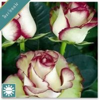 30 เมล็ด เมล็ดพันธุ์ Garden Seeds กุหลาบ สตาร์แอนด์สไตร้พส์ Tiger Striped Rose seed สี ขาว-แดง ดอกใหญ่ นำเข้าจากต่างประเทศ พร้อมคู่มือ เมล็ดสด ใหม่