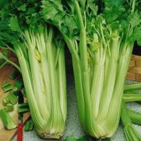 เมล็ดพันธุ์เซเลอรี่ (Celery) คื่นช่ายฝรั่ง คื่นช่ายยักษ์ เมล็ดคื่นช่าย 30 เมล็ด !!เมล็ดพันธุ์แท้