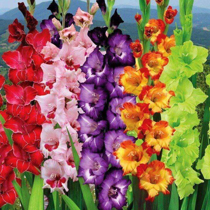 10หัว/ชุด คละสี แกรนดิโอลัส (Gladiolus Bulb) เป็นดอกไม้แห่งคำมั่นสัญญา