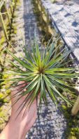 Tillandsia stricta softleaf ทิลแลนเซีย