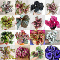 【100% Original】High Quality 50 PCS บีโกเนีย Colorful Begonia Plants Seeds Flower Seeds Hosta Plantaginea Plants Seeds ต้นไม้มงคล ต้นไม้ฟอกอากาศ พันธุ์ไม้หายาก ดอกไม้ปลูก บอนสี พันธุ์ไม้หายาก ต้นไม้ประดับ Plants Seeds for Home &amp; Garden Planting