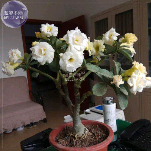 10-เมล็ด-เมล็ดพันธุ์-bonsai-ชวนชม-สายพันธุ์ไต้หวัน-สีขาว-adenium-seed-กุหลาบทะเลทราย-desert-rose-ราชินีบอนไซ-มีคู่มือปลูก-นำเข้าจากไต้หวัน