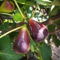 10 เมล็ด เมล็ดมะเดื่อฝรั่ง Figs สายพันธุ์ Black Italian ของแท้ 100% มะเดื่อฝรั่ง หรือ ลูกฟิก (Fig) อัตรางอกสูง 70-80 % Figs seeds มีคู่มือวิธีปลูก