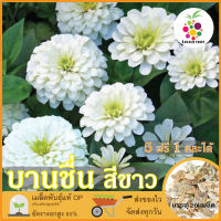 ซื้อ5 แถม1 เมล็ดพันธุ์ ดอกบานชื่น สีขาว 20 เมล็ด (White Zinnia Flower Seed) เมล็ดพันธุ์แท้ ปลูกง่าย อัตรางอกสูง เก็บเมล็ดปลูกต่อได้