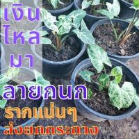 1 ต้น เงินไหลมา ออมลายกนก Syngonium sp. เงินไหลมา ลายกนก ต้นไม้มงคล ต้นไม้หายาก ต้นพร้อมปลูก ส่งแบบ3-4ใบ ส่งยกกระถาง