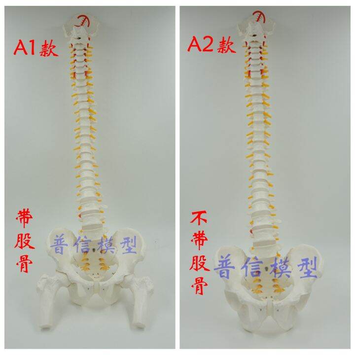 at-the-human-body-vertebra-model-with-pelvic-femoral-bone-flexible-activities-hanging-spine-model