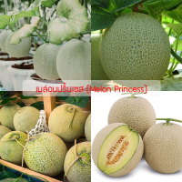 เมล็ดพันธุ์ เมล่อนปริ้นเซส(Melon Princess)  ปลูกง่าย ปลูกได้ทั่วไทย