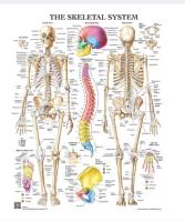 รูปโปสเตอร์A3 กายวิภาคศาสตร์ระบบกระดูก ภาพสี the skeletal system