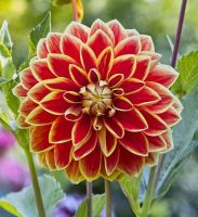 1 หัว /ชุุด เหง้า ต้นรักเร่ Dahlia Bulb สายพันธุ์ Maxime สีส้ม หัวรักเร่ ดอกไม้ ดอกรักเร่ รักแรกพบ เฟิร์สเลิฟ ดอกไม้นำเข้า พร้อมให้ดอก