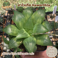 ฮาโวเทีย Haworthia (ส่งแบบล้างราก)