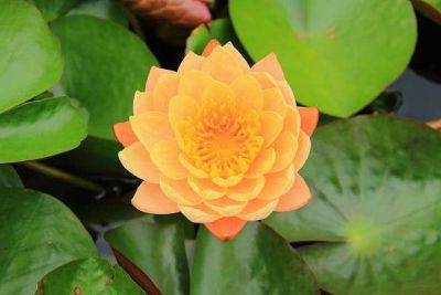 5 เมล็ด เมล็ดบัว ดอกสีส้ม ดอกใหญ่ ของแท้ 100% เมล็ดพันธุ์บัวดอกบัว ปลูกบัว เม็ดบัว สวนบัว บัวอ่าง Lotus seed.