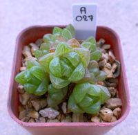 Haworthia Cymbiformis var.obtusa A027