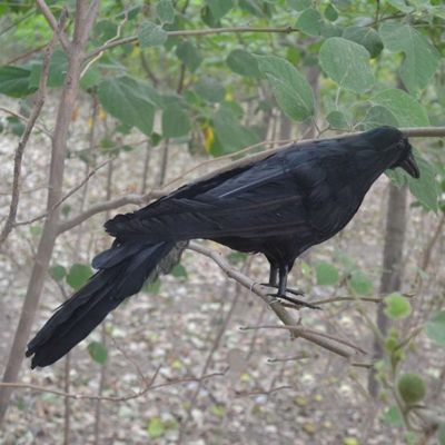 Realistic New Black Raven Feathered Crow Halloween Fancy Dress Prop Accessory