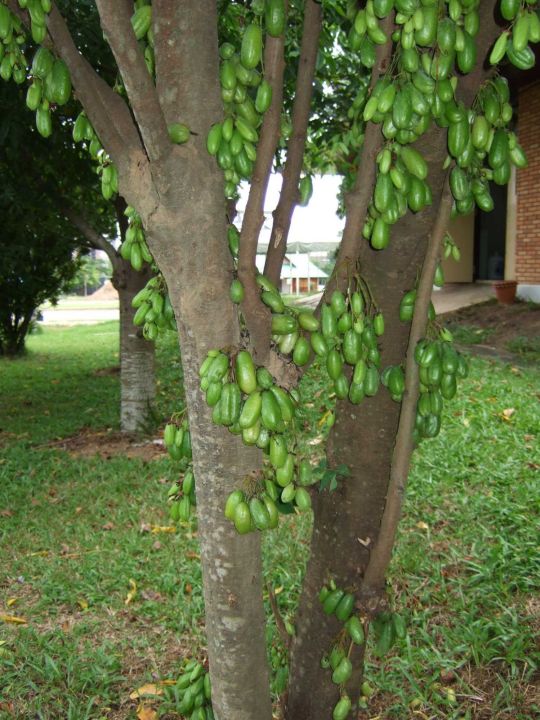ต้นตะลิงปลิง-ผลไม้รสเปรี้ยว-ลูกดก-ออกผลตลอดทั้งปี-สูง50-70ซ-ม