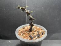 มังกรดำ Ceropegia bosseri แคคตัส กระบองเพชร cactus&amp;succulent