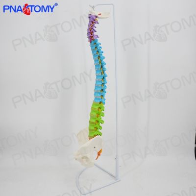 1:1 color human full spinal nerve medical massage practice using the bonesetting vertebra pelvis bone model