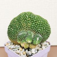 โนโตแคคตัส สโคปา มอนโทรส คริสตาต้า (NOTOCACTUS SCOPA CRISTATA CACTUS)​ พร้อมส่ง