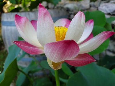 5 เมล็ด บัวนอก บัวนำเข้า บัวสายพันธุ์ Somaihi LOTUS Seeds สีชมพู ม่วง บัวแคระ พันธุ์เล็ก จิ๋ว ปลูกในสภาพอากาศประเทศไทยได้ ขยายพันธุ์ง่าย