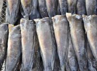 ปลาดุกร้า ดุกร้าสะอาด ปลาดุกร้าทะเลน้อยพัทลุง สด สะอาด อร่อย แพคละ 3 ตัว (หนัก 300-400g แล้วแต่ขนาดตัวปลา)
