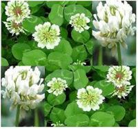 ขายส่ง 100 กรัมหรือ 1 ขีด เมล็ดโคเวอร์ใบด่าง clover ใบไม้แห่งความโชคดี ต้นไม้นําโชค ไม้คลุมดินขนาดเล็ก ไม้มงคล ความเชื่อคนญี่ปุ่น