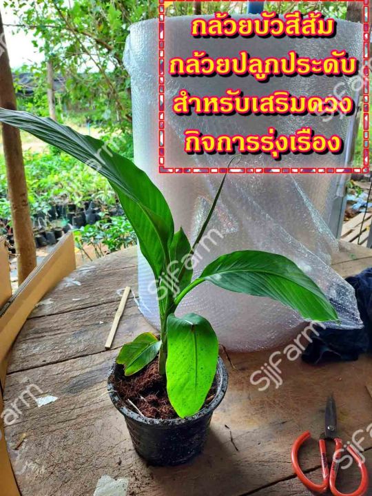 กล้วยบัวส้ม-flowering-banana-เป็นต้นขุดสด-จัดส่งขนาดคละไซส์-ขุดตามออเดอร์-จัดส่ง-1-3-วันได้รับสินค้า-รบกวนอ่านรายละเอียด