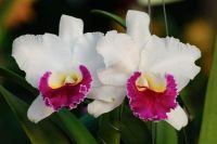 30 เมล็ดพันธุ์ เมล็ดกล้วยไม้ แคทลียา (Cattleya Orchids) Orchid flower seeds อัตราการงอก 80-85%