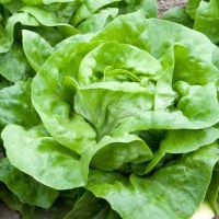 เมล็ดพันธุ์ ผักสลัด บัตเตอร์คลั้น (Buttercrunch Lettuce Seed) บรรจุ 100 เมล็ด