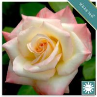 30 เมล็ด เมล็ดพันธุ์ กุหลาบ สีแชมเปญ Champagne Rose Seeds ดอกใหญ่ นำเข้าจากต่างประเทศ พร้อมคู่มือ เมล็ดสด ใหม่