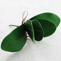 1pcs New Artificial flower Orchid leaveshigh quality PU gluing texture leaves DIY potted flower arrangements