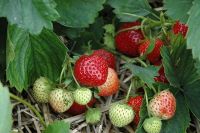 เมล็ดพันธุ์ Strawberry Seed สายพันธุ์ Earliglow 50 เมล็ด เมล็ดพันธุ์นำเข้าจาก ยุโรป