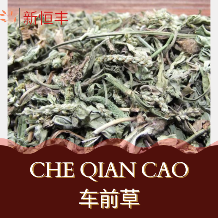 Che Qian Cao Herba Plantaginis 车前草 200G Lazada