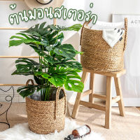 ต้นมอนสเตอร่า (monstera) ต้นไม้แต่งบ้าน ต้นมอนสเตอร่าปลอม สูง 70-147 ซม. พร้อมกระถาง (กระถางสีดำ)