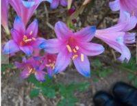 หัวลิลลี่แมงมุมสีฟ้า - Electric Blue Spider Lily (Lycoris Sprengeri) 1 หัว เพาะปล