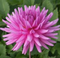 1 หัว/ออเดอร์ รักเร่ Dahlia Bulb สายพันธุ์ Elga หัวรักเร่ ดอกไม้ หัวหน่อ เหง้า นำเข้า เนเธอร์แลน หัวสดใหม่