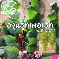 องุ่นรูทเพอเรท ไร้เมล็ด (กิ่งตอนตอป่าติดตา) แท้?% ซื้อ5กิ่งแถมฟรี1กิ่ง